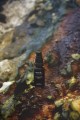 Woods Copenhagen Vitamin lifting serum 0003 Digital.jpg